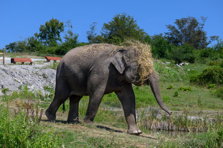 An Asian elephant with hay on its head and its muzzle runs through the grass.の写真素材