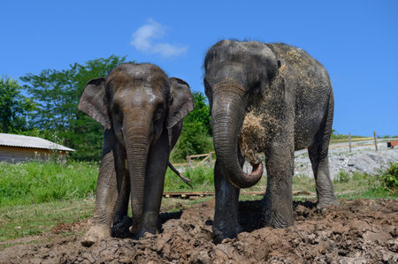 Two Asian elephants are standing in the mud. One elephant is watering himself with water from his trunk.の写真素材