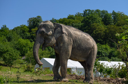 An Asian elephant stands against the background of a white marquee and trees.の写真素材