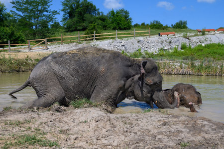 Two Asian elephants in a pond on a sunny summer day.の写真素材