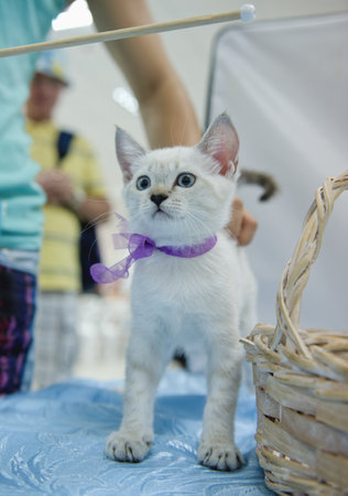 A kitten of the British shorthair breed color point with blue eyes.の写真素材