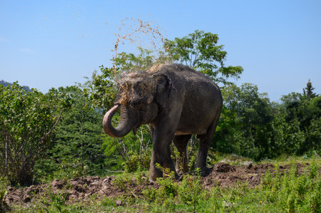 An Asian elephant douses itself with dirty water from its trunk, standing against a background of blue sky and trees.の写真素材