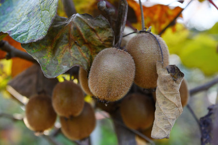 Ripe kiwi fruits hang on a branch among the dried foliage. Horizontal, close-up.の写真素材