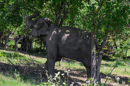 An Asian elephant plucks a branch from a tree while standing in an abandoned garden. Horizontal, close-up.の写真素材