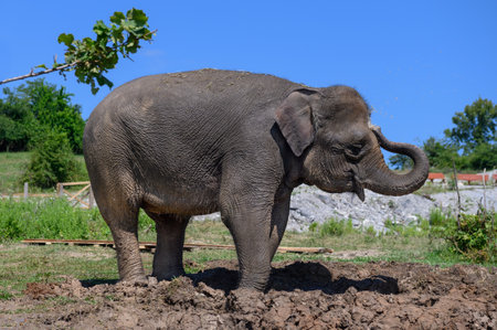 An Asian elephant stands in the mud against a blue summer sky. close-up.の写真素材