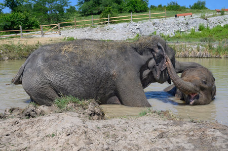 An adult Asian elephant and a baby elephant hug each other with their trunks while standing in a pond.の写真素材