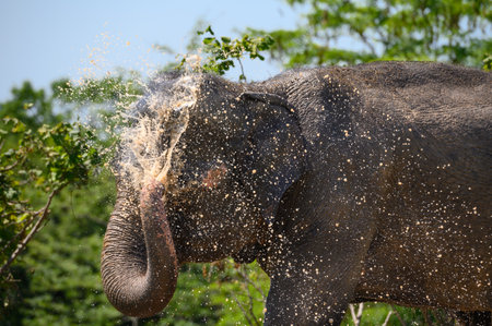 An Asian elephant waters its head with a stream of dirty water from its trunk. Close-up portrait.の写真素材