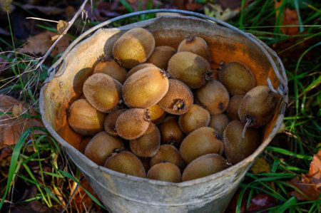A metall bucket of ripe freshly picked kiwis is standing on the grass.の写真素材