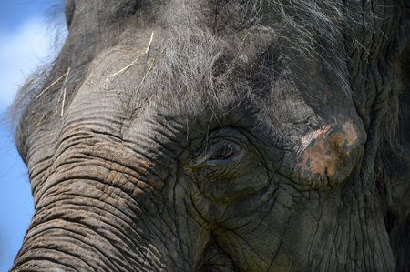 A three-quarter portrait of an Asian elephant against a blue sky very close-up.の写真素材