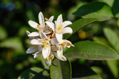 Lemon flower close-up. Autumn citrus blossom. copyspace.の写真素材