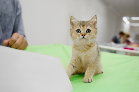 A kitten of the scottish straight breed is sitting on a green rug. Copy space, close-up.の写真素材