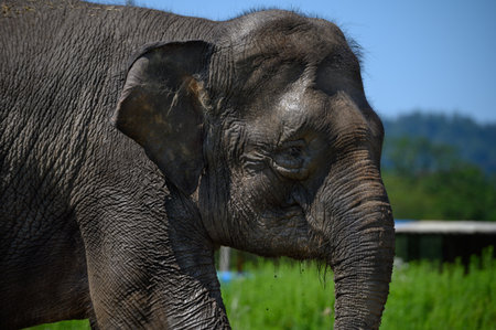 Portrait of an Asian elephant in profile against a background of blue sky and green grass. close-up.の写真素材