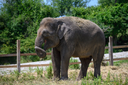 An Asian elephant stands on dry grass against the background of a wooden fence and trees.の写真素材
