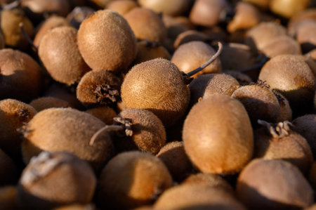 The harvest of ripe kiwi fruits is illuminated by the bright sun. close-up. background.の写真素材