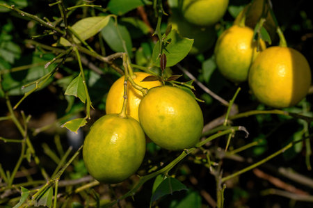 Almost ripe lemon fruits are hanging on a branch. close-up.の写真素材