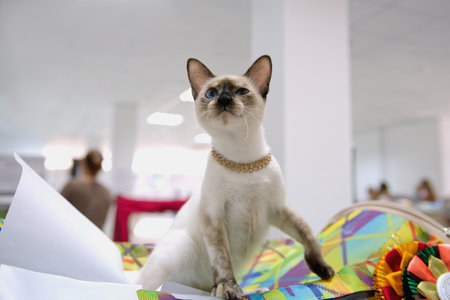 A Thai cat with blue eyes sits on a colored mat. close-up.の写真素材