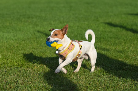 A Jack Russell Terrier dog with a yellow and blue toy in its mouth is walking on the grass. close up.の写真素材