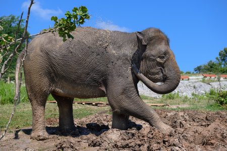 An Asian elephant stands in the mud and pours dirty water from its trunk on yourself. close-up.の写真素材