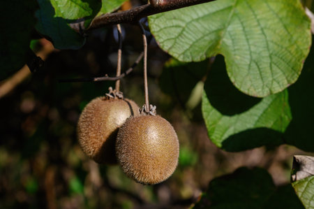 Two kiwi fruits, illuminated by sunlight, hang on a branch. close-up.の写真素材