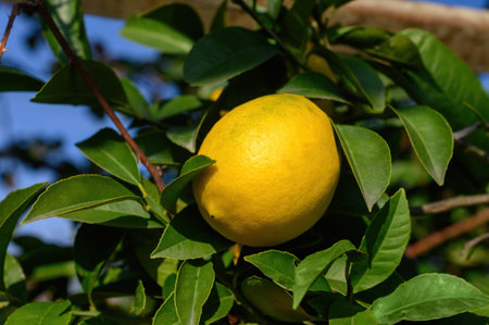 A ripe lemon is hanging on a branch among the green foliage. Close-up.の写真素材