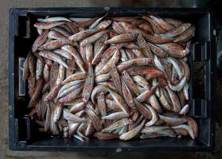 A black box filled with freshly caught red mullet stands on the asphalt. Close-up.の写真素材