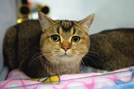A Scottish straight-eared cat with green eyes lies on a multicolored rug. Copy space, close-up.の写真素材