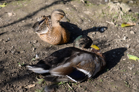 The drake is sitting on the ground. A duck is sitting on the ground in the background. Close-up.の写真素材