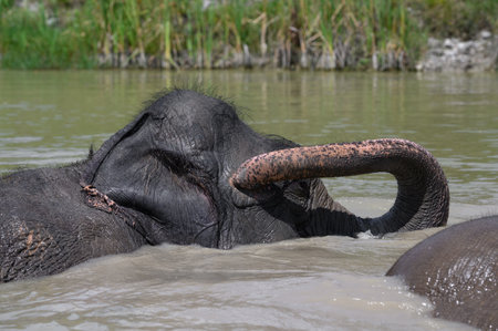 Asian elephant touches his face with his trunk while standing in a pond. Close-up.の写真素材