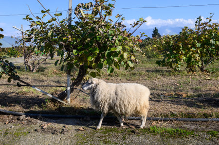 A white sheep stands on a kiwi plantation under a large kiwi bush.の写真素材