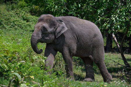 An Asian elephant walks through the grass among the trees in the green foliage.の写真素材