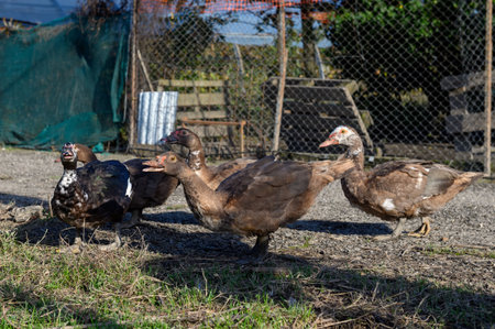 Five brown musky ducks are walking around the farmyard. There is a mesh fence in the background.の写真素材