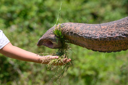 The elephant's trunk takes fresh green grass from the child's hand. Close-up.の写真素材
