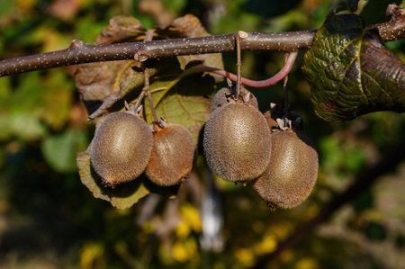 Ripe kiwi fruits are hanging on a branch, illuminated by the sun. Close-up.の写真素材