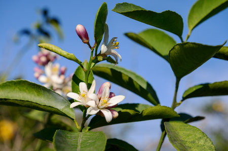 A blooming lemon. White lemon's blossoms on a branch surrounded by green foliage. Close-up.の写真素材