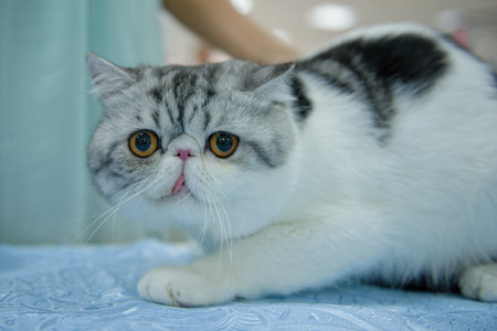 A white and gray exotic cat with its tongue hanging out sits on a blue rug. Close-up.の写真素材