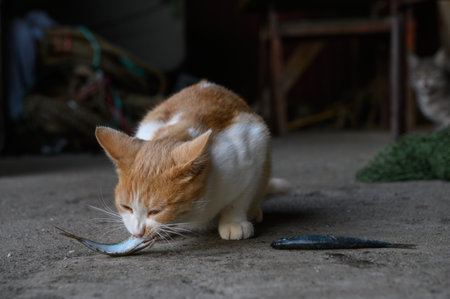 A stray red-and-white cat eats a fresh mackerel. Close-up.の写真素材