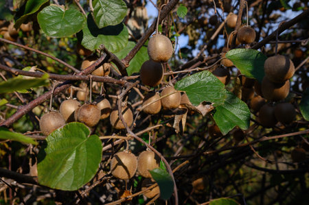 Bunches of ripe kiwi fruits hang on the branches of the bush, illuminated by the sun.の写真素材