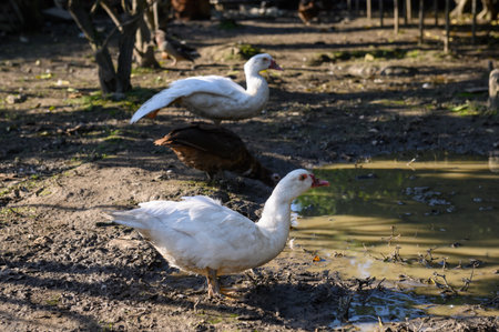 Two white and one brown musk ducks are standing in the farmyard near a puddle.の写真素材