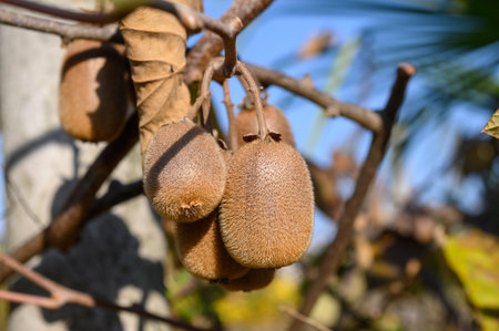 A bunch of kiwi fruits is hanging on a branch with dry leaves. Close-up.の写真素材