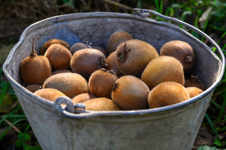 A metal bucket filled with fresh kiwi fruits. Close-up.の写真素材