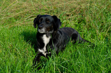 A black dog with a white breast looks suspiciously towards the lens. Close-up.の写真素材