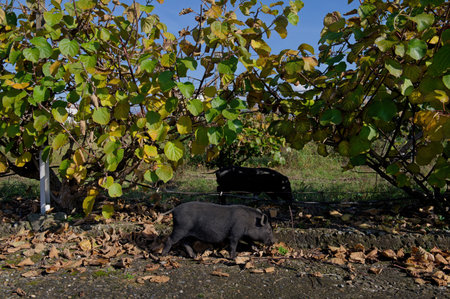 Two black pigs graze in autumn under yellowing kiwi bushes.の写真素材
