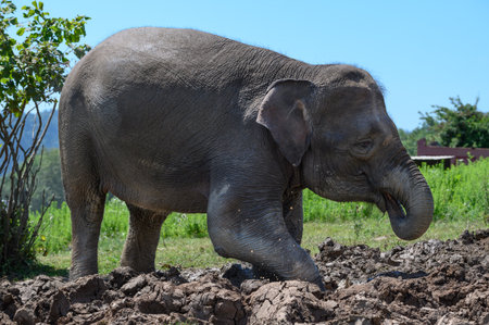 An Asian elephant, with its trunk in its mouth, stands in the mud on a clear sunny day. Close-up.の写真素材