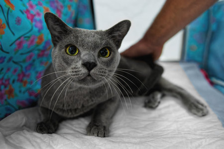 The Russian blue cat is lying on a white rug. Close-up.の写真素材