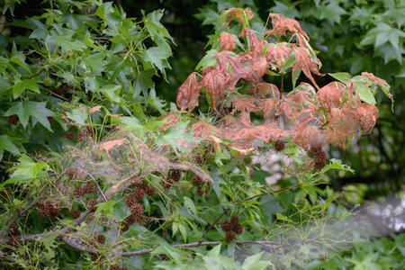 The branches of the liquidambar tree (Liquidambar styraciflua), affected by the caterpillars of the American white butterfly, hyphantria cunea.の写真素材