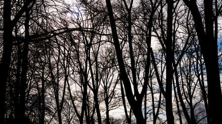 Silhouette of trees and sky with cloudsの写真素材