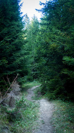 Path full of roots in the middle of wooden coniferous forrest, surrounded by green bushes, trees and ferns in Romaniaの写真素材