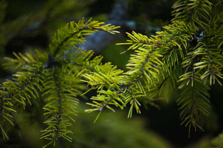 Green prickly branches of a fur-tree or pine. Fluffy fir tree branch close up. background blurの写真素材