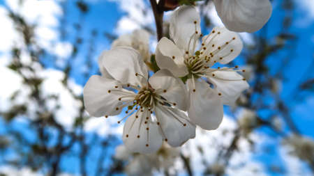 Close up of white flower with blur backgroundの写真素材