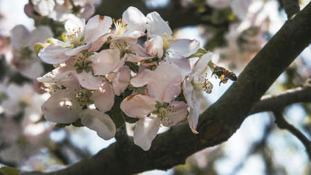 Close up of bee collecting pollen from a white flowerの写真素材